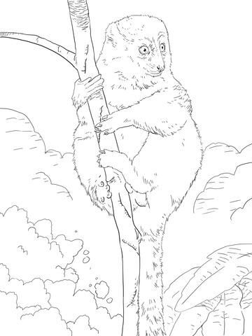 Eastern Lesser Bamboo Lemur Coloring Page